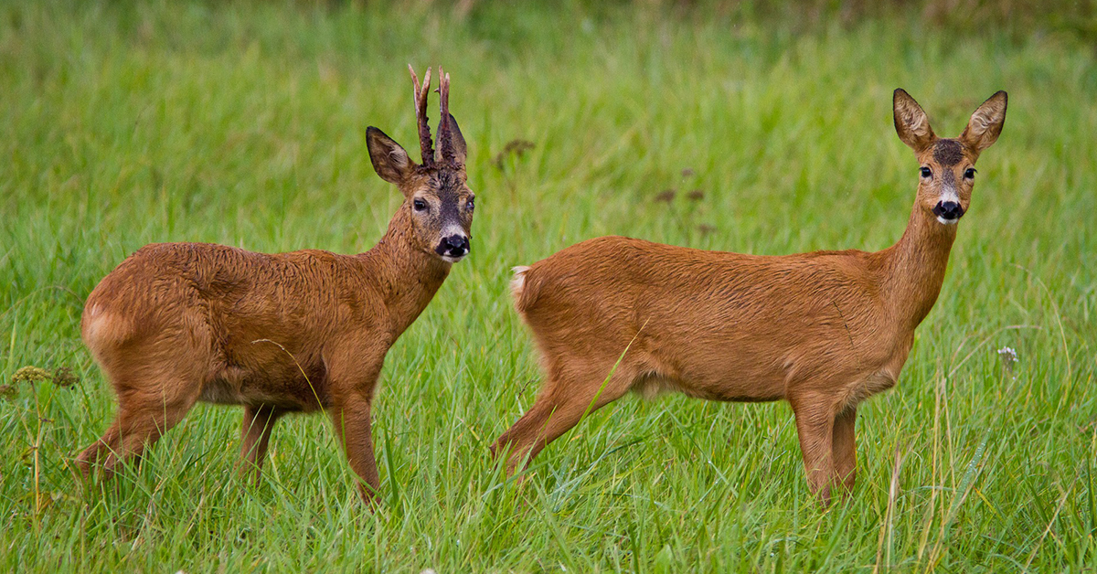 Ochrana stromčekov proti okusu zverí