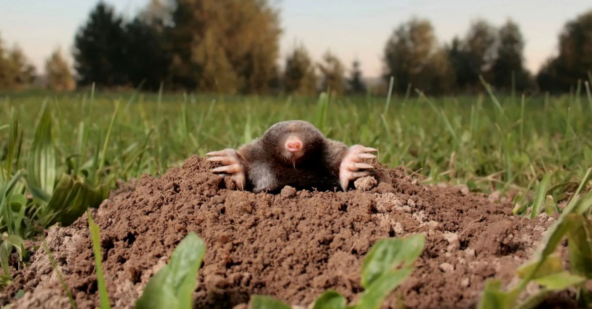 Ako si ochrániť záhradu: Účinný odpudzovač krtkov