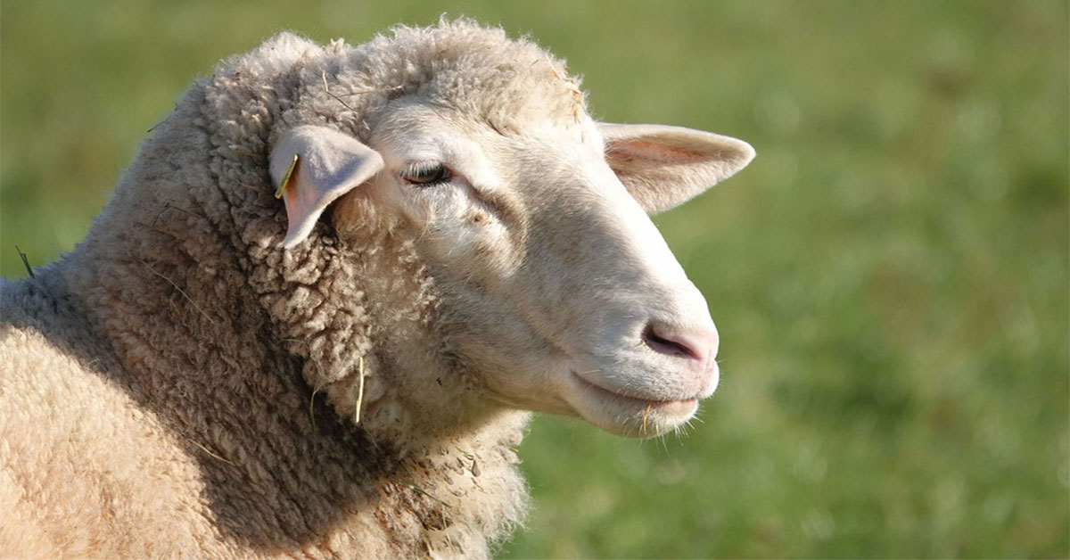 Strihanie oviec: moderné strojčeky