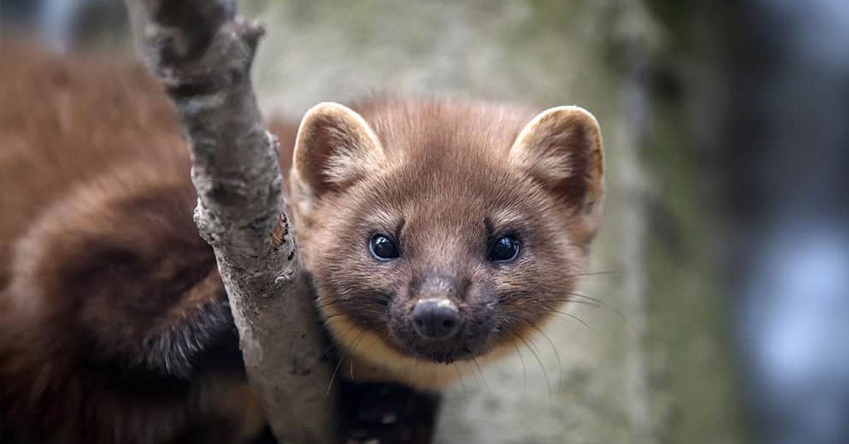 Pachový odpudzovač kún pre povalu a vozidlá