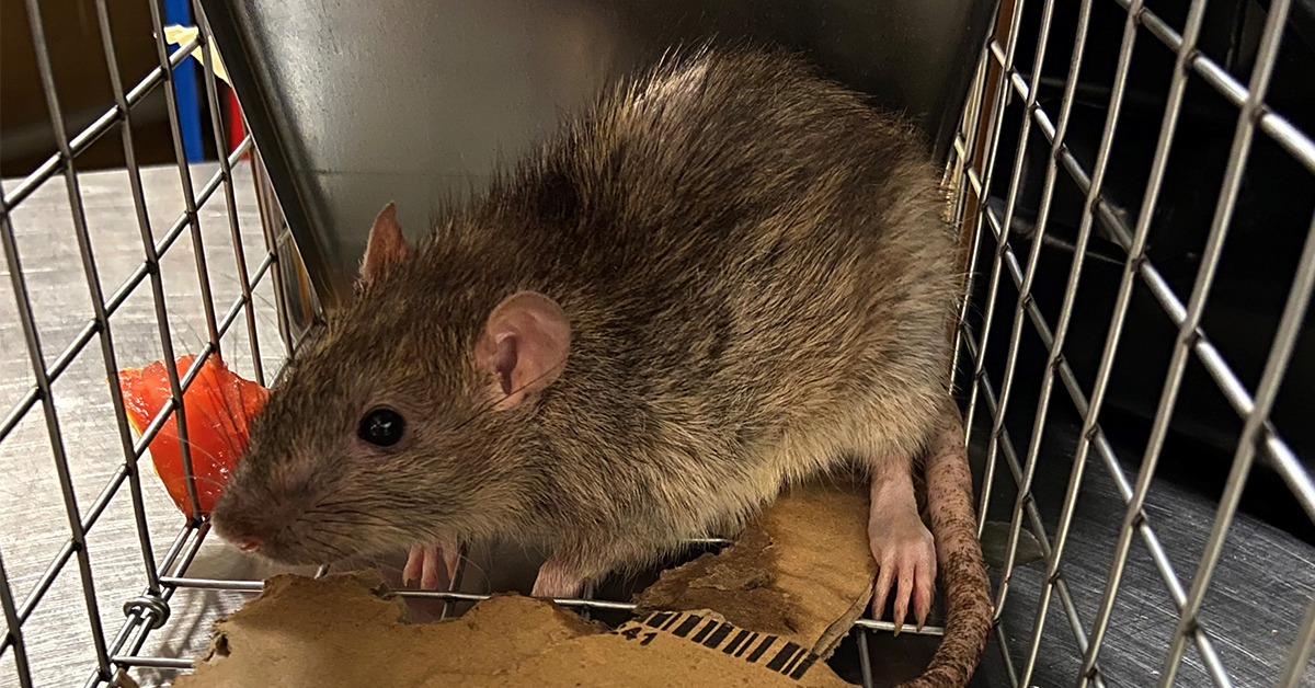 Ako vybrať najlepšiu pascu na potkanov