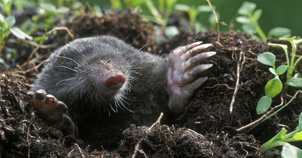 Ako na krtka pomocou odchytovej pasce