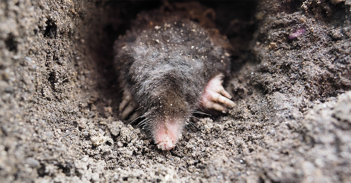 Ako sa zbaviť krtkov na záhrade