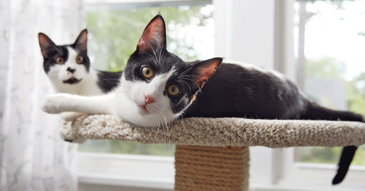 Škrabadlo pre mačku: Ako vybrať to pravé?