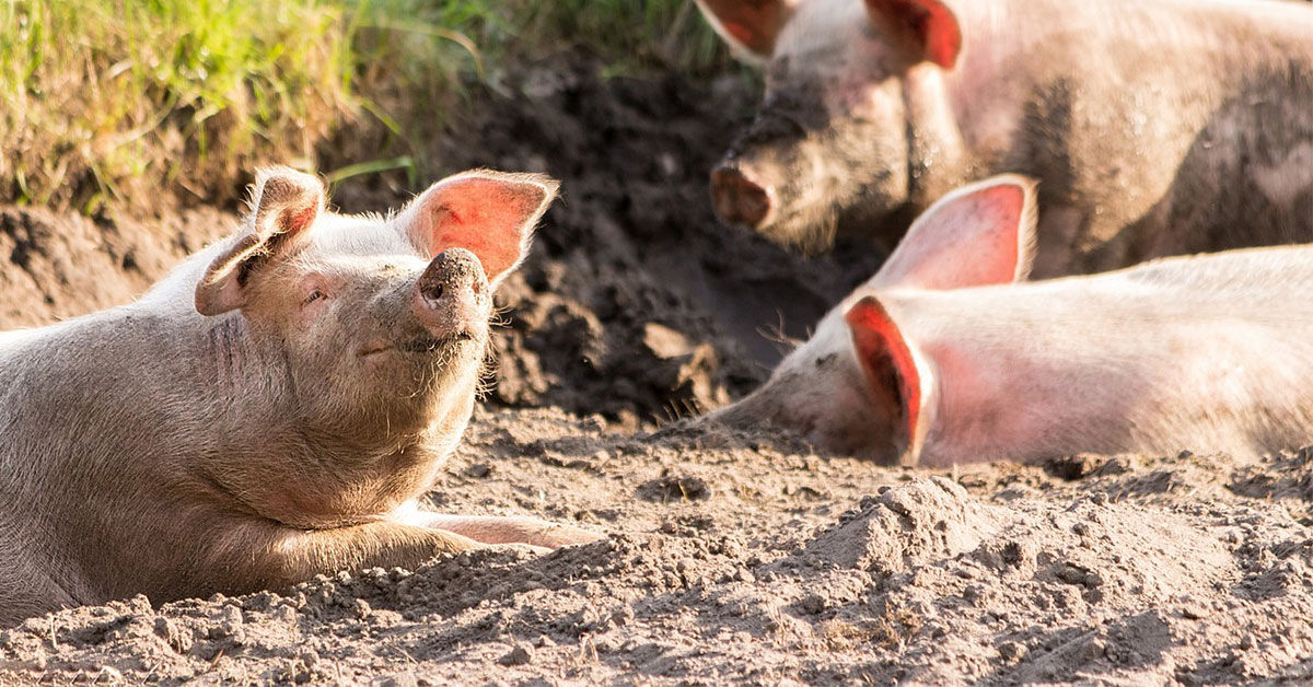 Moderný pohanec pre dobytok a prasiata