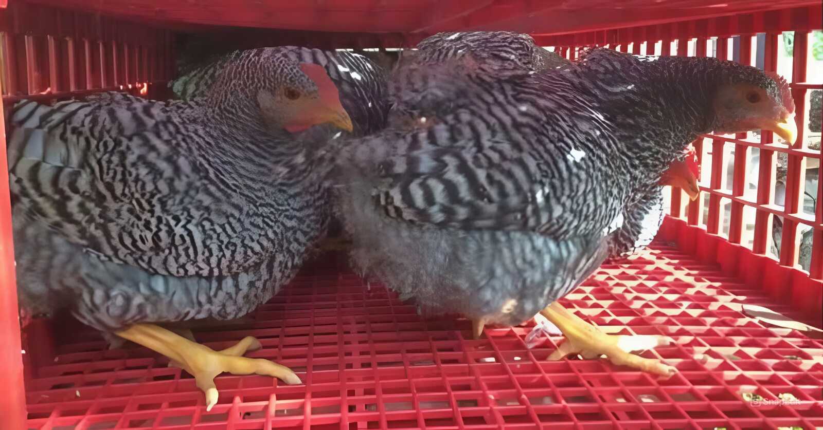 Prepravky na hydinu a ich využitie