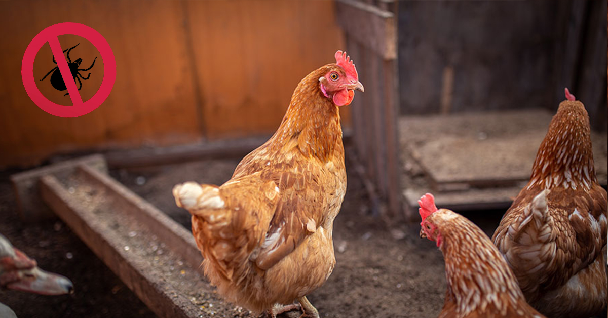 Aké vybrať prípravky proti klieštikovcom u sliepok