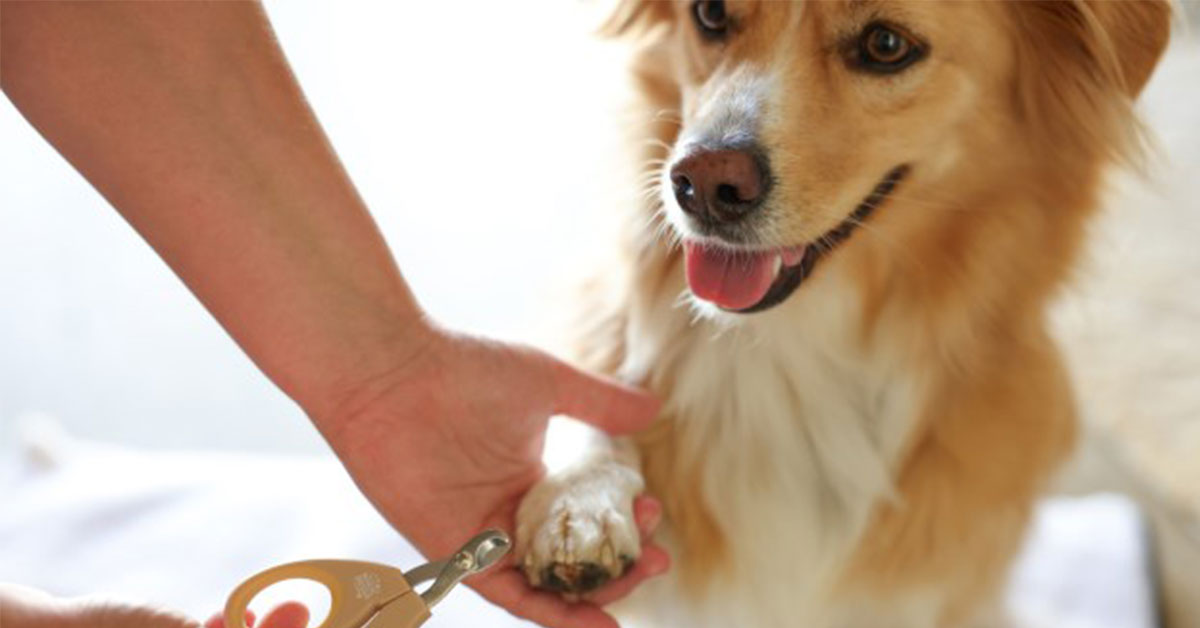 Ako bezpečne a efektívne ostrihať psie pazúry