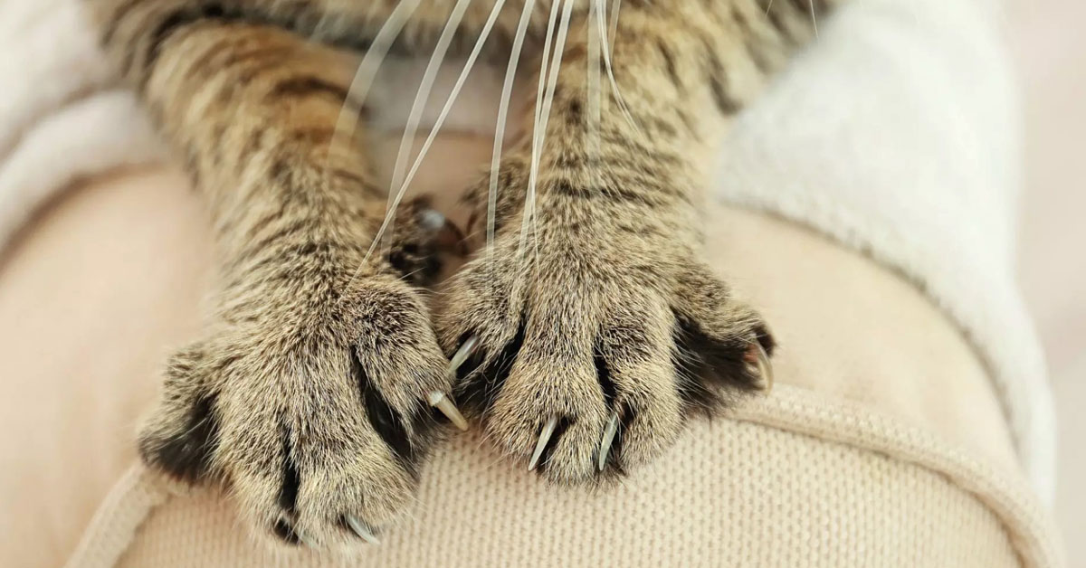 Prečo kúpiť rohové škrabadlo Vašej mačke?