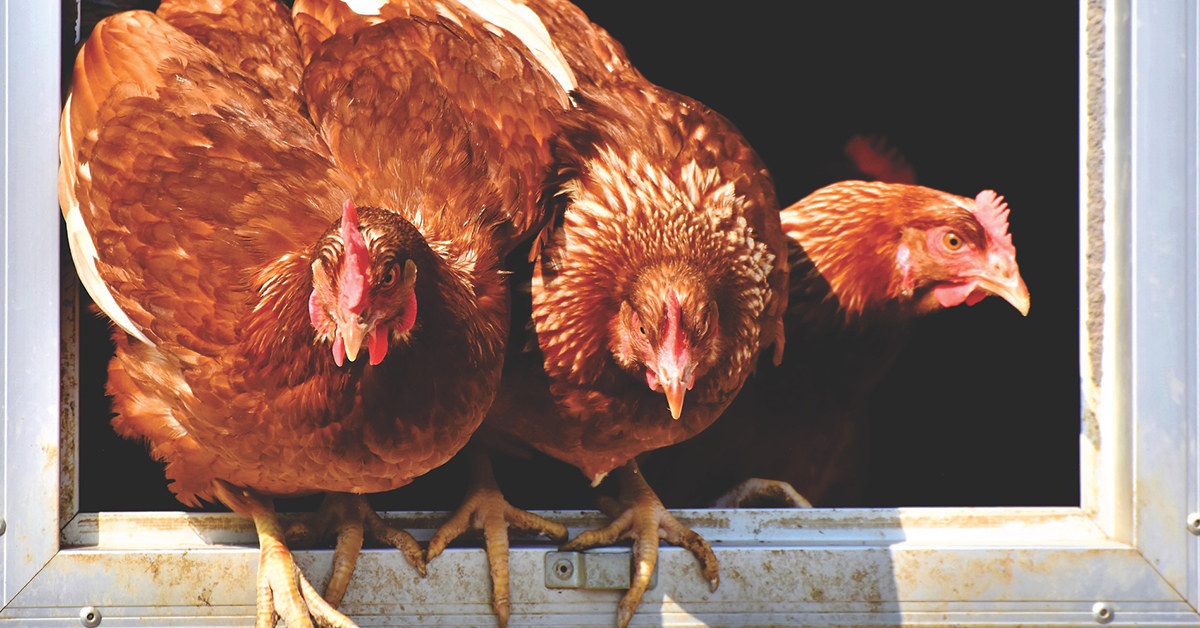 Ako ošklbať sliepku bez námahy