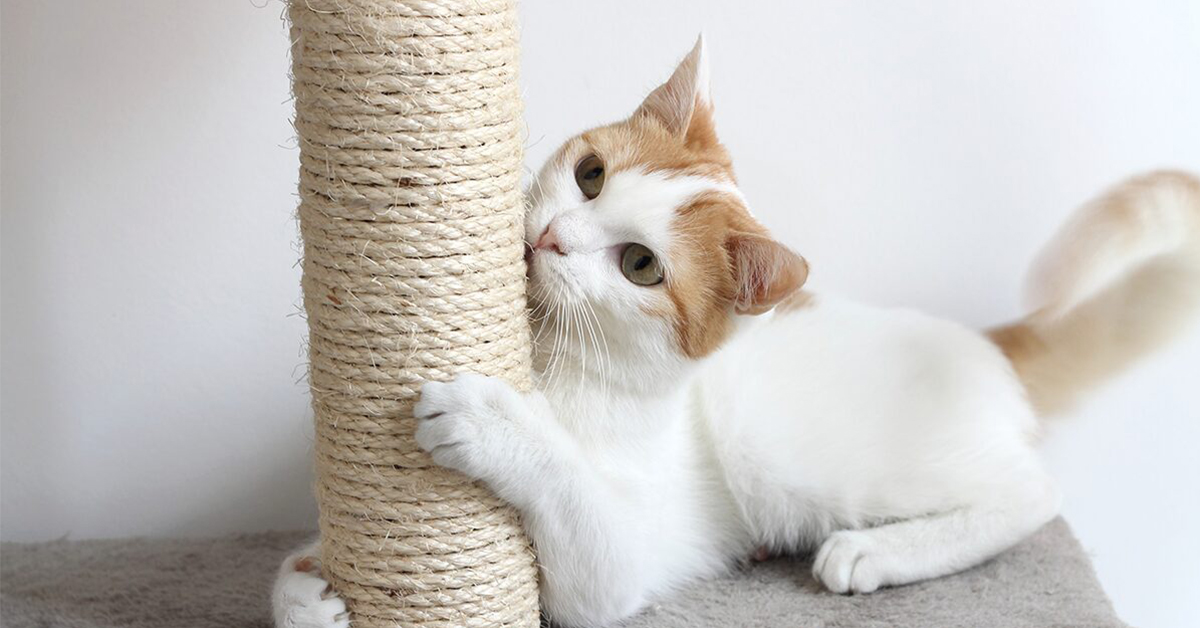 Prečo zaobstarať do domácnosti škrabadlo pre mačky?