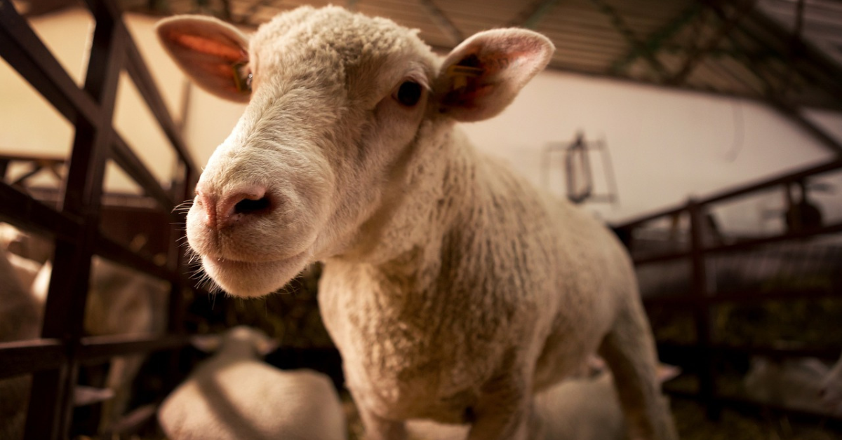 Strojčeky na ovce a ich údržba: Tipy pre efektívne strihanie oviec