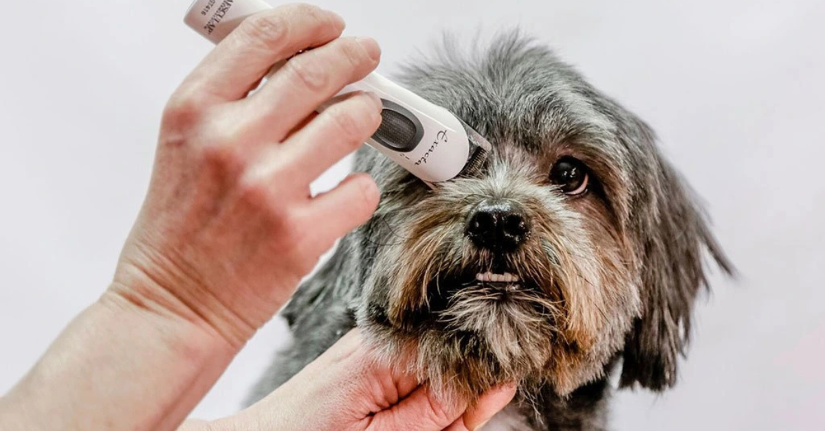 Efektívne strihanie psov: Ako vybrať správny strojček na psy