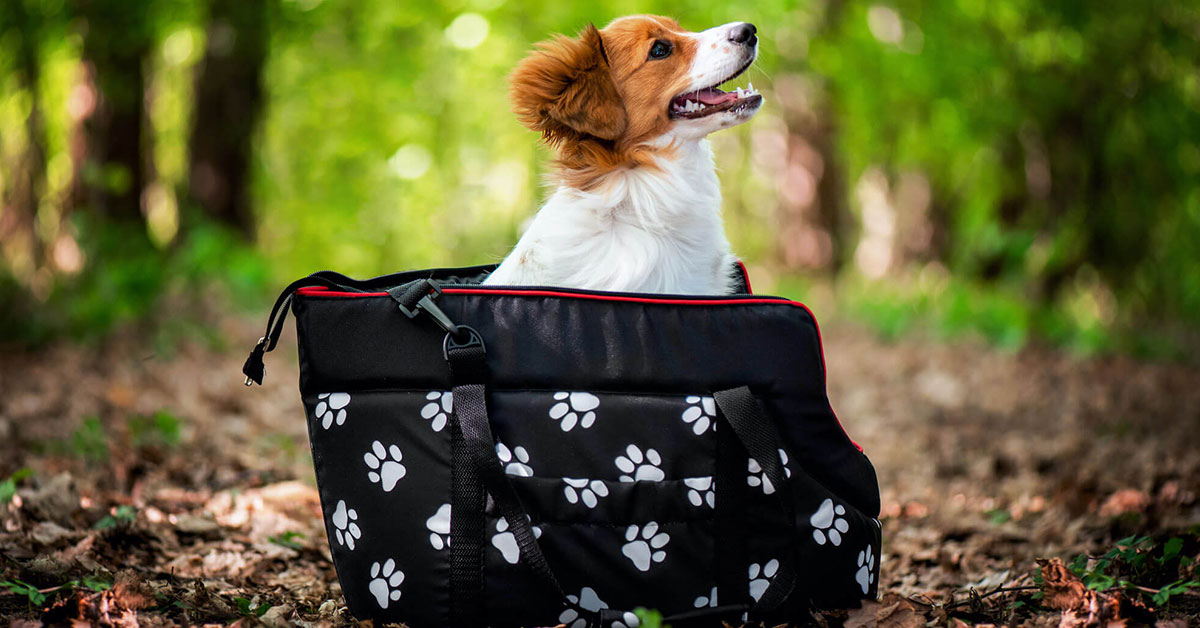 Tá najlepšia taška pre psa