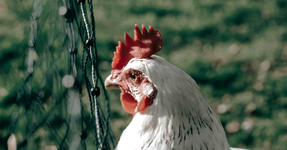 Prečo je vhodné mať pre sliepky kvalitný výbeh?