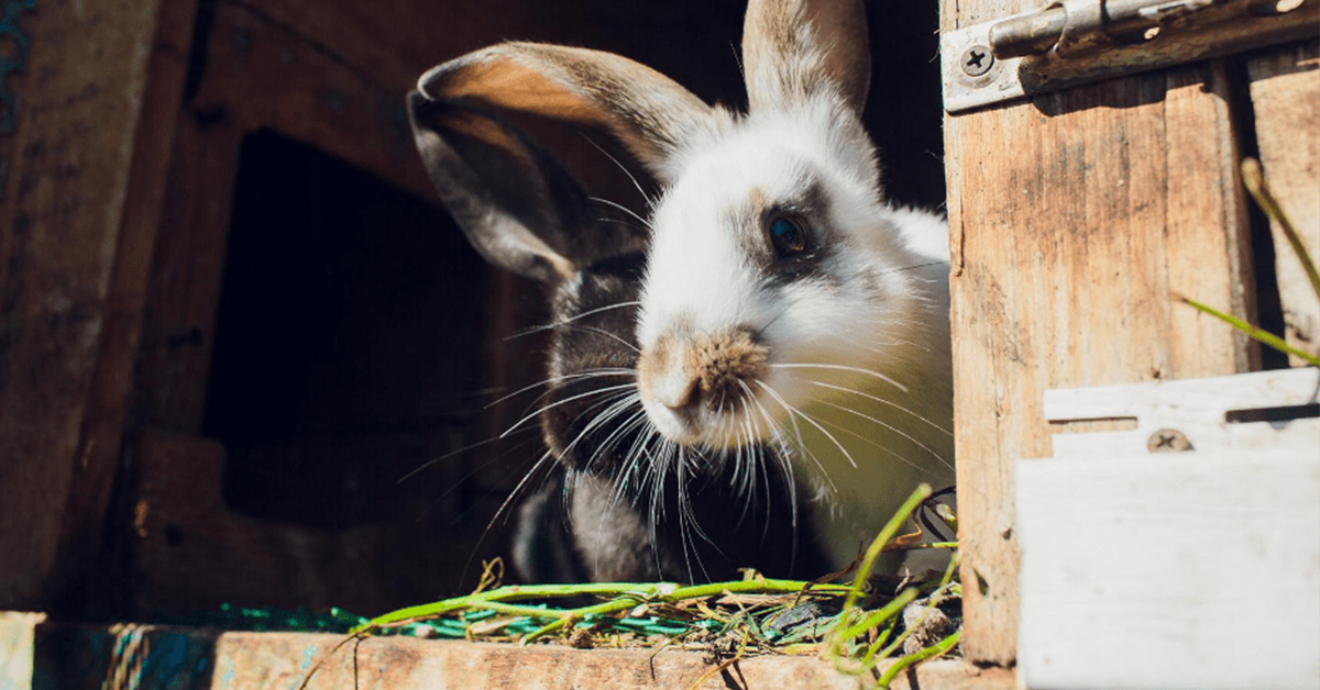 Ako na výber vhodnej králikárne