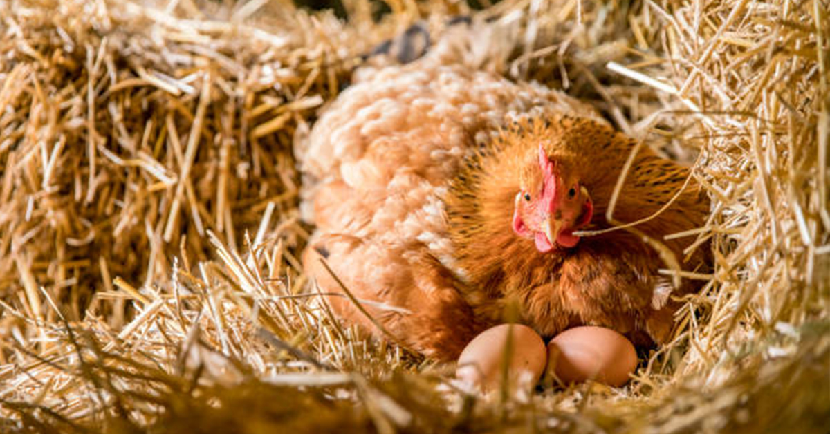 5 dôvodov prečo zaobstarať kukane pre sliepky