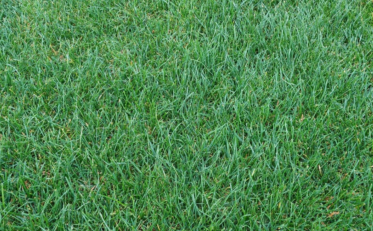 AR1: Novinka pro dokonalý rodinný trávník