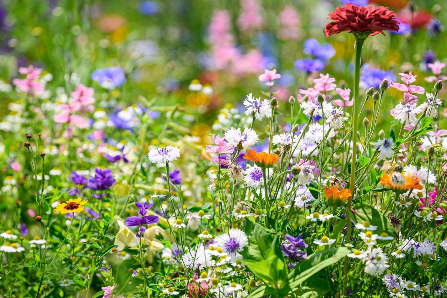 Jak proměnit trávník v květnatou louku
