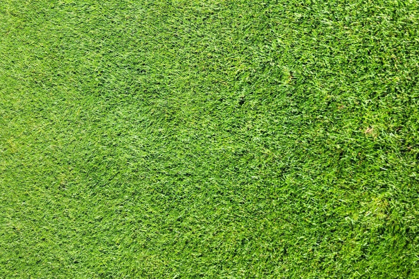 Jak vybrat trávník do sucha