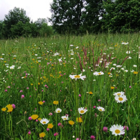 Druhově pestré směsi