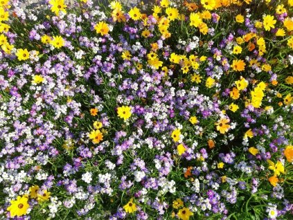 Kvetoucí louka nízká