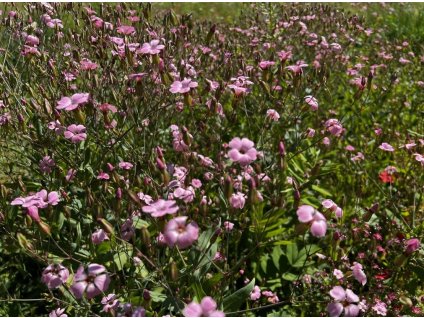 růžová letničková směs