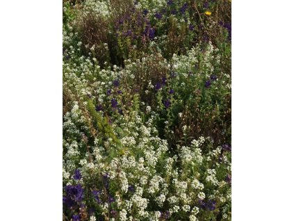 ultramarin letničková směs