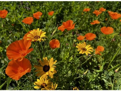 oranžová letničková směs