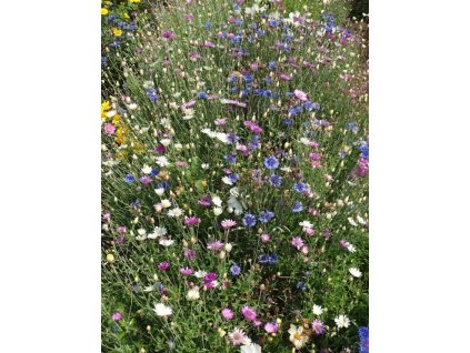 Letničková směs Chambord