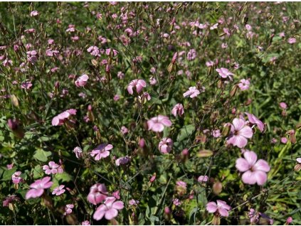 fuchsia letničková směs