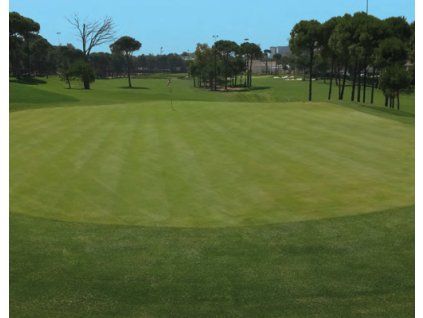 psineček výběžkatý valderrama