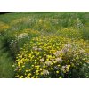 102 slunovrat kvetnata louka do sucha pro narocne smesi kvetnate louky r1
