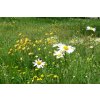 102 slunovrat kvetnata louka do sucha pro narocne smesi kvetnate louky r2