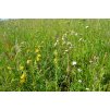 107 panonie druhove pestra smes do sucha smesi pro kvetnate louky r2