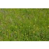 107 panonie druhove pestra smes do sucha smesi pro kvetnate louky r3