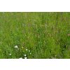 107 panonie druhove pestra smes do sucha smesi pro kvetnate louky r5