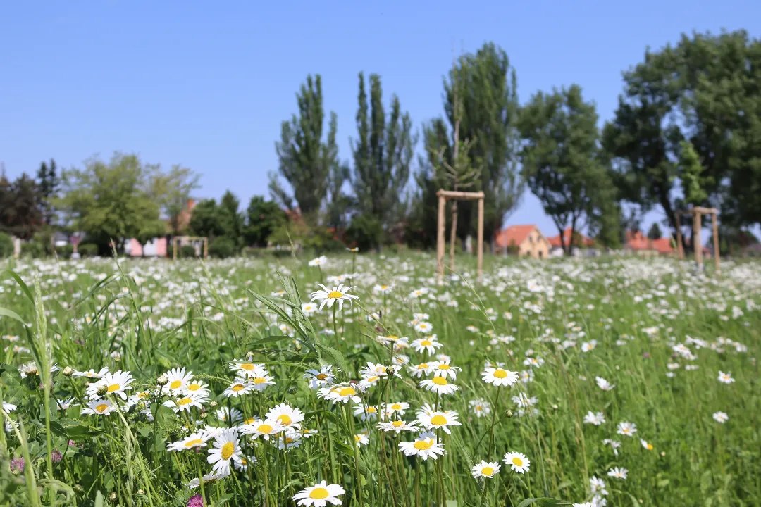Využitie kvetnatých lúk Agrostis v Nových Zámkoch