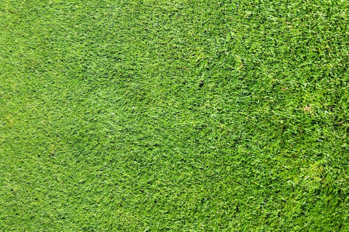 Ako vybrať trávnik do sucha?