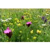 Zákradné kvety do sucha AGROSTIS TRÁVNIKY