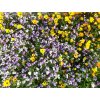 404 kvetinova zahrada nizka smesi pro intravilan main