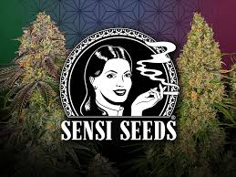 Sensi Seeds: Příběh průkopníků konopného světa