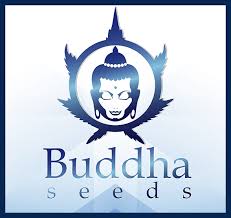 Buddha Seeds: Semena konopí s nezaměnitelnou kvalitou a stabilitou 🌱💚