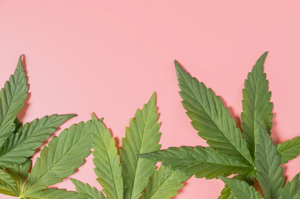 Jak vybrat semínka konopí podle podmínek pěstování 🌱💡