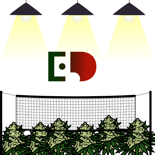 🕸️ SCROG (Screen of Green) - ULTIMATE GUIDE: Od A do Z pro monstrózní úrodu! 🚀🌱🏆