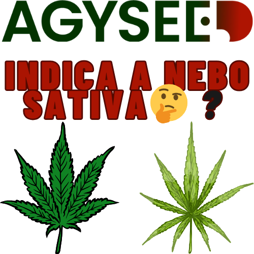 Konopí Indica a Sativa: Monumentální Sága od Pradávných Počátků až po Moderní Pěstování (A Všechno Mezi Tím!) 📖🔍🌱