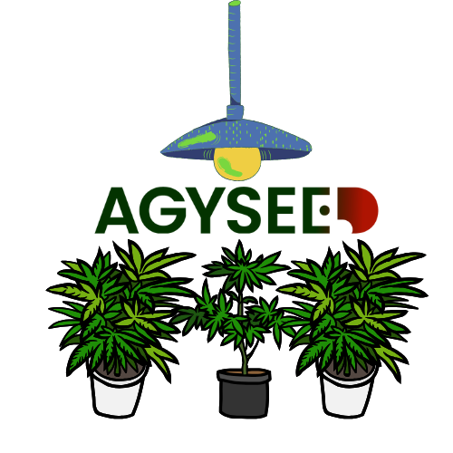 👑 Rule of Three: Jak ovládnout pěstování 3 rostlin a mít harvest snů? 🌿✨