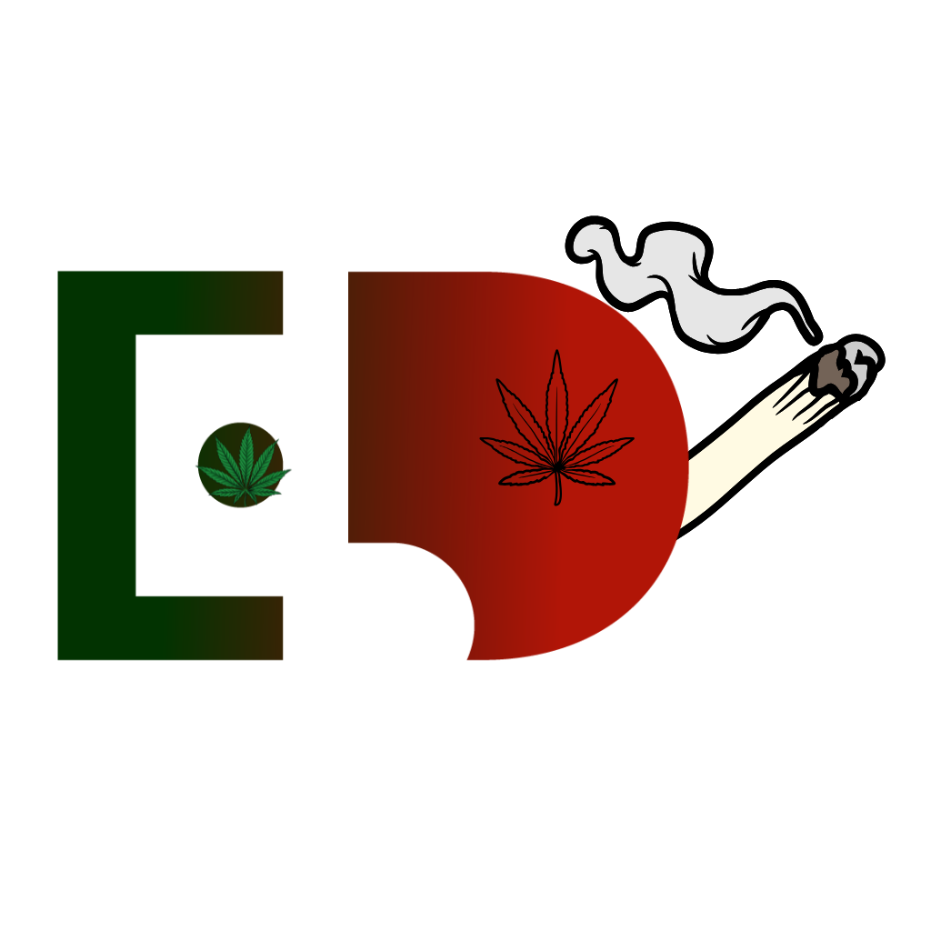 Konopí a marihuana: Jaký je rozdíl a co se skrývá v jejich semínkách? 🌱