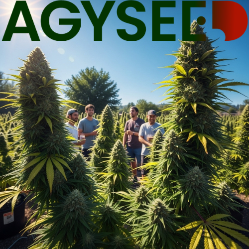 ČERVEN JE TADY! 🌞🌱 Čas na LEGENDÁRNÍ ÚRODU s Výnosnými Auty EXKLUZIVNĚ z Agyseed.cz! 🚀
