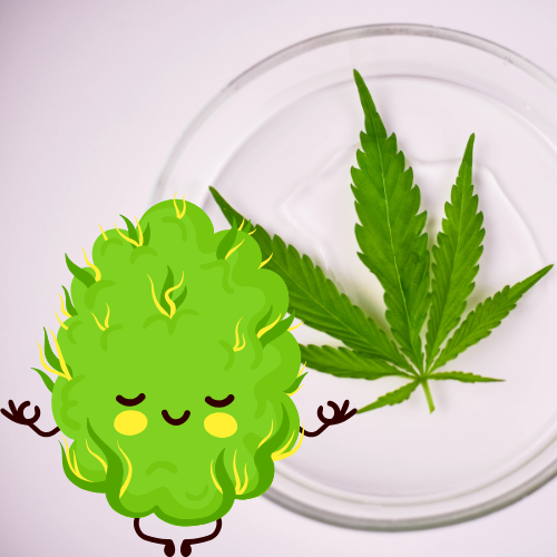 Nemoci Konopí 🌱 - Nepodceňujte Prevenci a Sílu Čerstvých Semen!